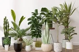 Plantas