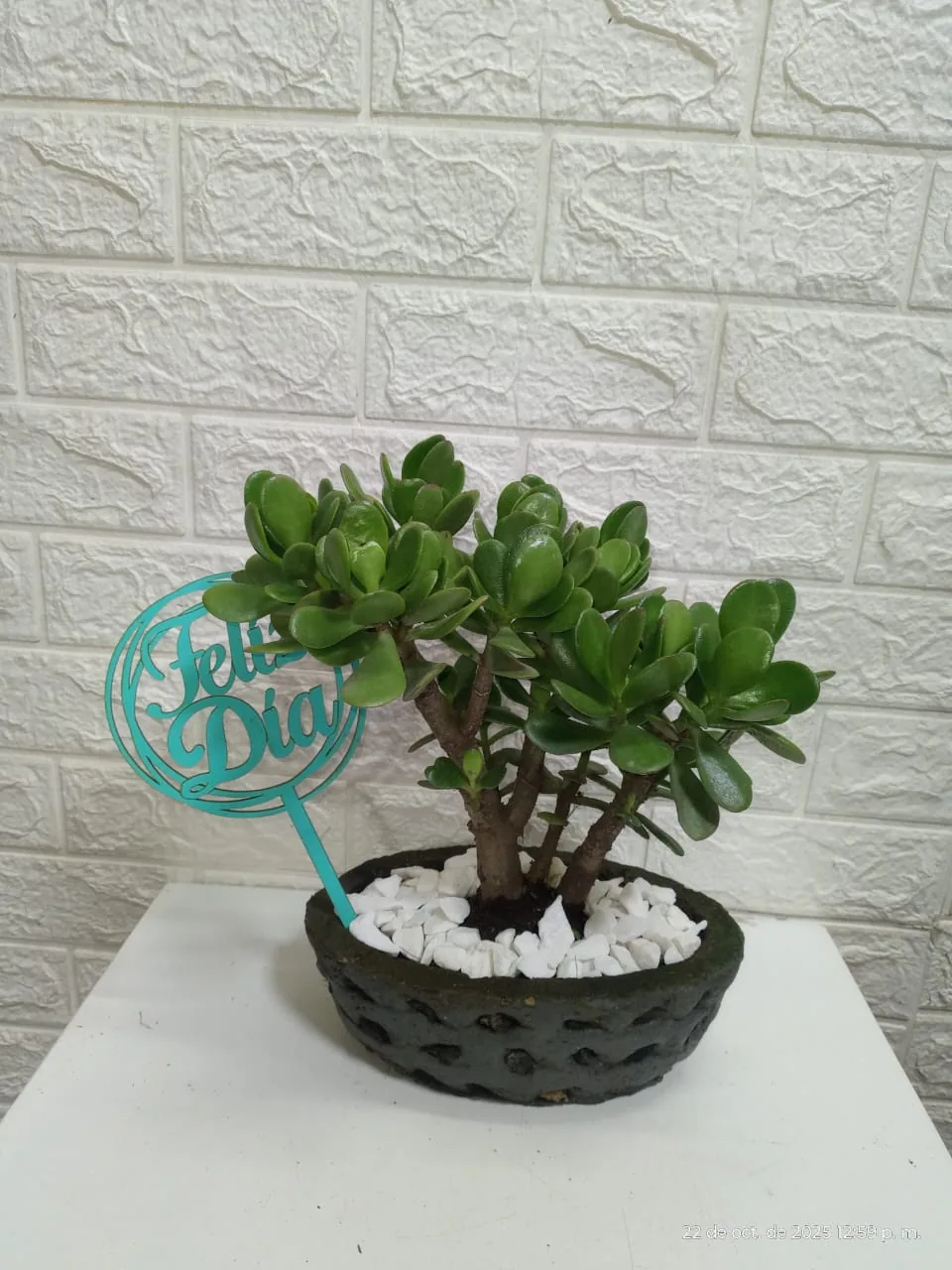 Bonsái de Jade 2 años