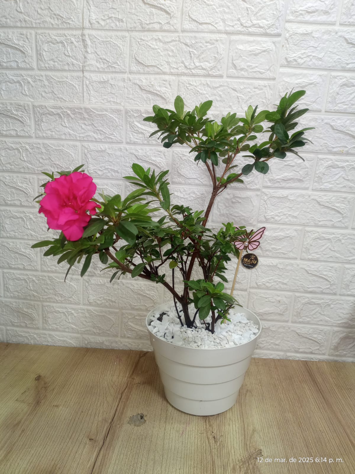 Planta buiflora