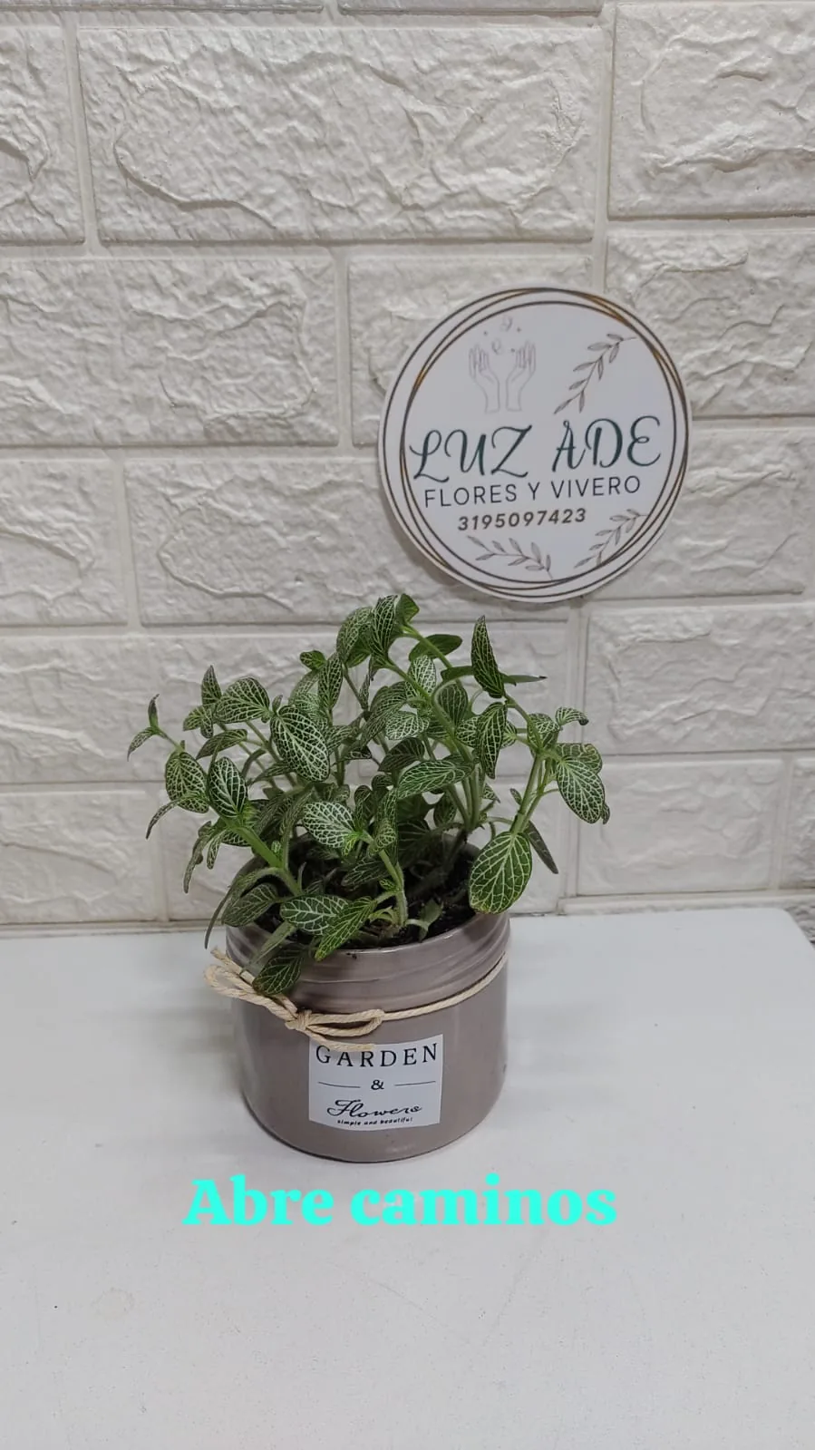 Fittonia 'Abre Caminos' en Maceta Decorativa