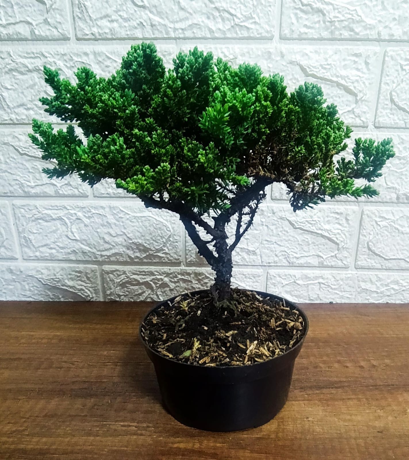 Bonsái Juniperus en Maceta Clásica
