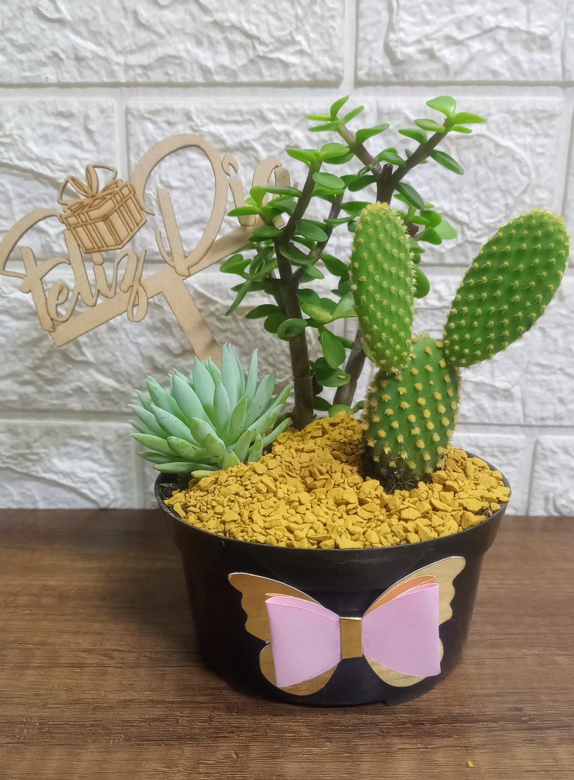 Mini Jardín de Suculentas y Cactus "Feliz Día"