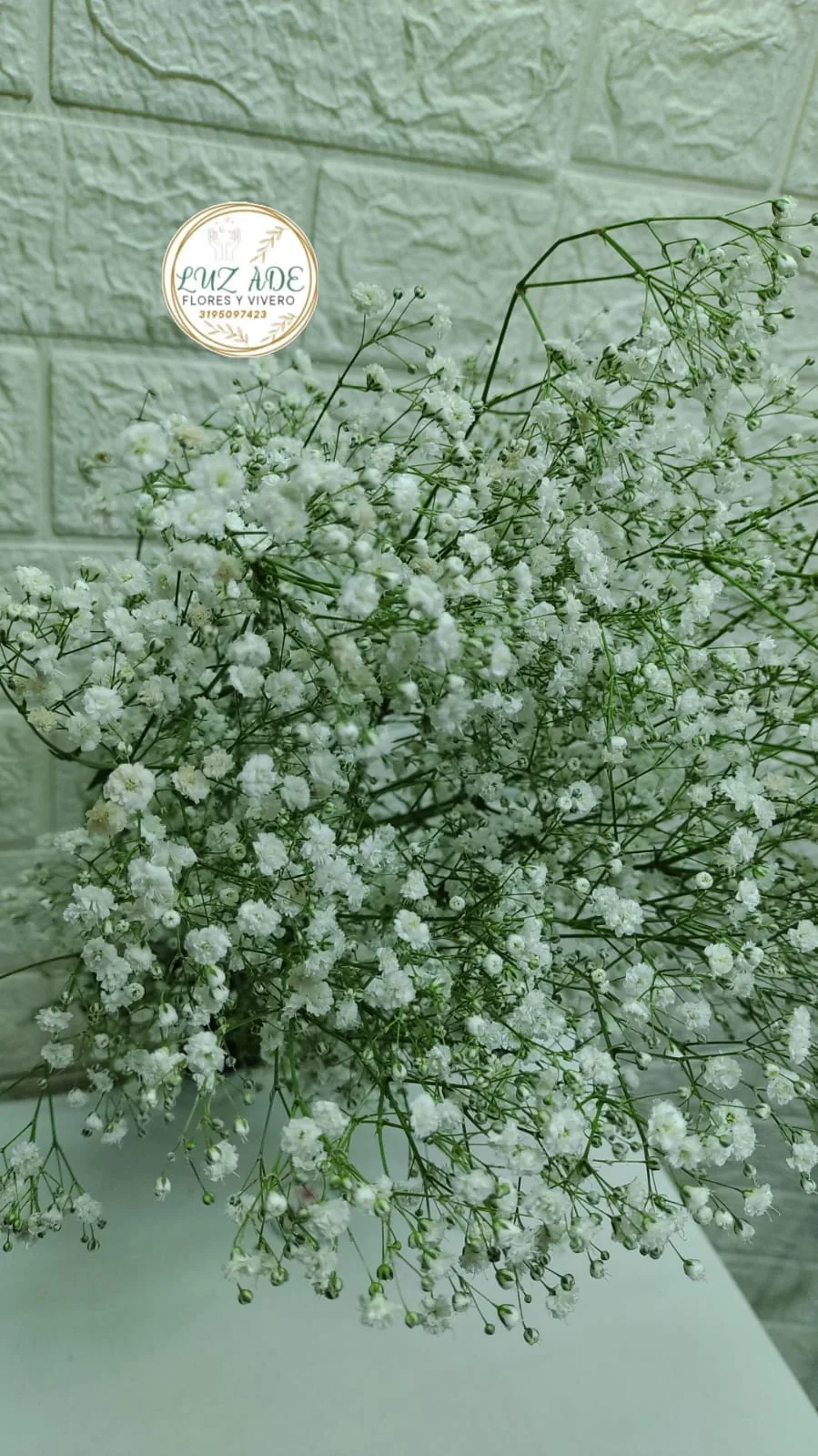 Ramo de Gipsofilia Fresca